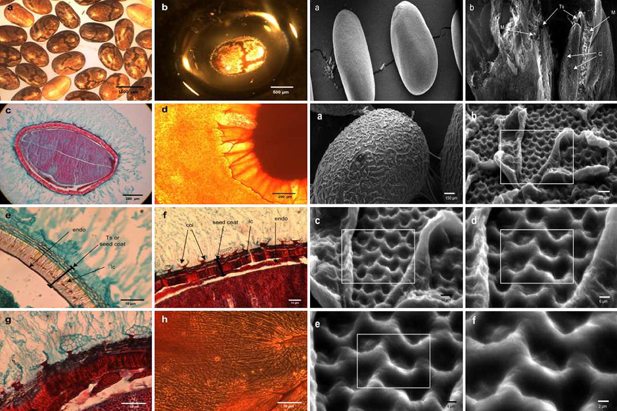 CHIA FIBER: REDUCING THE EFFECTS OF A HIGH-FAT DIET AND THE RISK OF METABOLIC SYNDROME
