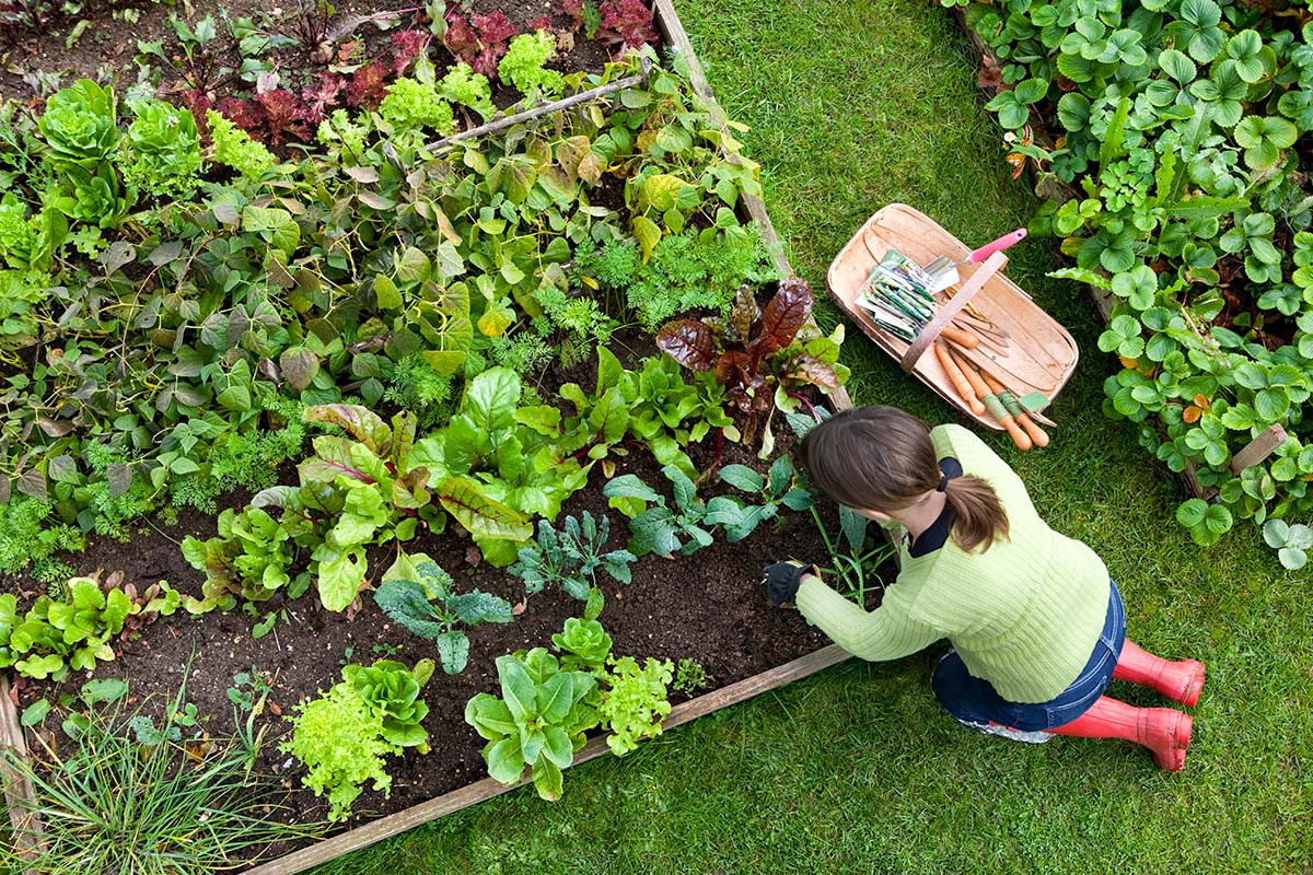 Basic Guide Vegetable Gardening